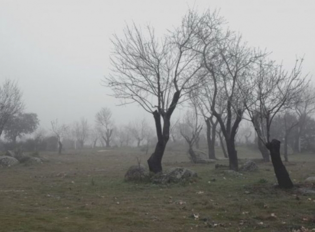 Arboles entre la niebla